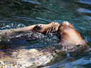 Loving Seals, Portland Zoo