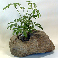 Hawiaiian Scheffelera plant in rock planter