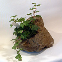 English Ivy plant in rock planter